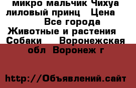 микро мальчик Чихуа лиловый принц › Цена ­ 90 - Все города Животные и растения » Собаки   . Воронежская обл.,Воронеж г.
